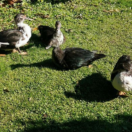 Farm Stay On Te Awa Cycleway Tamahere Bagian luar foto