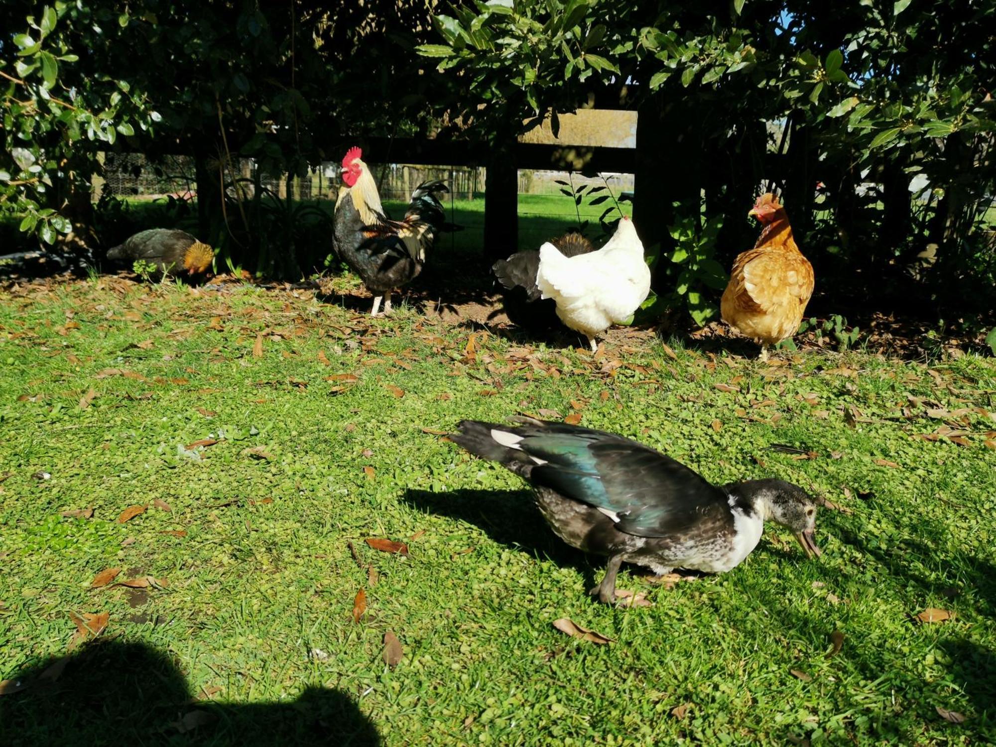 Farm Stay On Te Awa Cycleway Tamahere Bagian luar foto